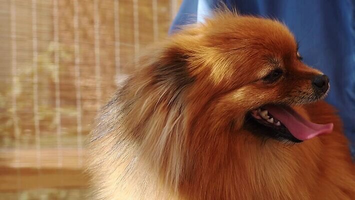 동물 직업 손 응시 백그라운드 오렌지 포유류 탁자 털 반려동물 머리 상점 장비 흰색 도구 머리빗 개 산등성이 몸단장 송곳니 기르기 다듬기 복종 유래 순혈 MP4 해외동영상 클립영상 시선 컬러 가구 과일 모션 산 신체부위 미용용품 치아 동영상 돌봄 파일형식