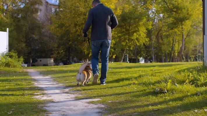 동물 공원 남자 행복 자연 놀이 휴식 함께함 사랑 한명 사람 야외 초록색 친구 반려동물 귀여움 산책 도시 최고 개 주인 송곳니 내추럴 돌봄 복종 충실 4K MOV 해외동영상 클립영상 1 공공시설 감정 컬러 컨셉 포유류 관계 모션 치아 생태계 동영상 파일형식