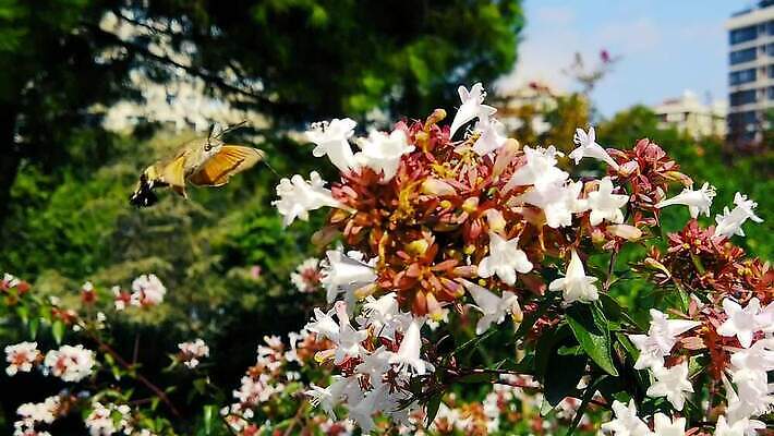 식물 동물 꽃 곤충 잎 날개 모션 자연 사람없음 새싹 마시기 흰색 닫기 먹기 관목 묘사 속도 보케 광택 꿀 스핑크스 느림 나방 벌새 블러효과 수유 MP4 해외동영상 클립영상 나무 컬러 이집트 생태계 동영상 블러 파일형식 효과