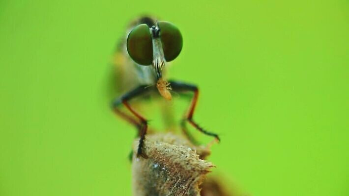 동물 1 야생동물 곤충 백그라운드 절지류 날개 자연 휴식 수염 사람없음 야외 초록색 컬러풀 갈색 정원 검은색 나뭇가지 해충 벌레 작음 먹기 묘사 클립 동물상 암살자 HD MOV 해외동영상 클립영상 나무 컬러 컨셉 모션 조형물 크기 생태계 동영상 파일형식