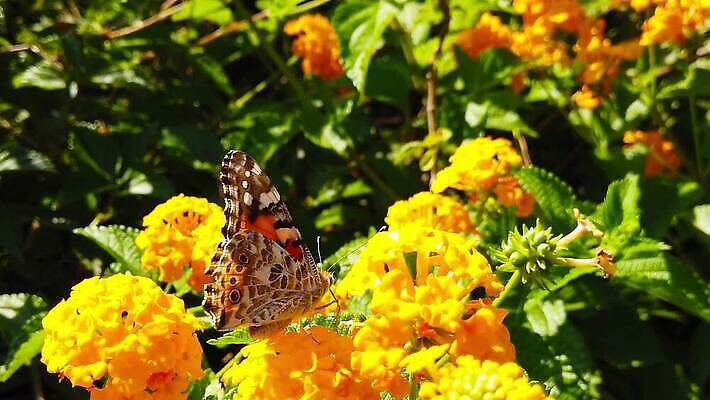 식물 꽃 나비 곤충 잎 날개 모션 자연 사람없음 빨간색 초록색 컬러풀 환경 모임 벚꽃 그리기 닫기 큼 수집 흔들림 보케 꽃가루 꿀 느림 블러효과 세이지 수유 코스모폴리탄 MP4 해외동영상 클립영상 동물 컬러 칵테일 크기 가루 생태계 동영상 블러 파일형식 효과