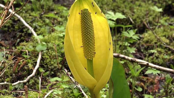식물 꽃 컬러 자연 잉글랜드 사람없음 초록색 물 노란색 봄 젖음 습지 양배추 냄새 변소 서쪽 워싱턴 4K MP4 해외동영상 클립영상 자연요소 계절 채소 영국 미국 방향 생태계 동영상 파일형식