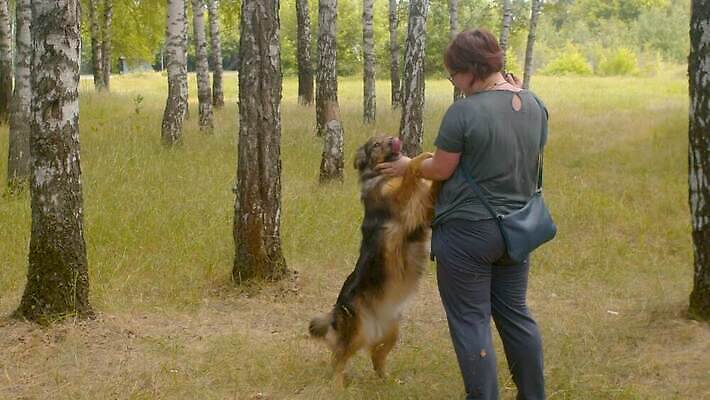 나무 동물 컨셉 자연 친절 건강 사랑 한명 야외 반려동물 걷기 만지기 봉사 도움 개 숲 자작나무 노숙자 4K MOV 해외동영상 클립영상 식물 1 감정 포유류 모션 사람 생태계 동영상 파일형식