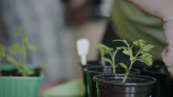 식물 손 계절 여자 꽃 농업 탁자 주택 실내 씨앗 사람 성인 사람없음 새싹 흙 봄 성장 잡기 냄비 플라스틱 뿌리기 허브 에코 유기농 원예 바쁨 팔 모종 바이오 밭일 심기 온실 원예사 파종 4K MOV 해외동영상 클립영상 직업 웰빙 산업 가구 모션 재질 취미 내부 건물 신체부위 환경 농사 솥 동영상 파일형식