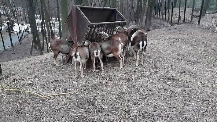 동물 여자 남자 밭 포유류 자연 털 사람없음 머리 평화 달러 아기 볏짚 군중 먹기 배고픔 밀짚 돌봄 수유 아기사슴 암사슴 총구 MP4 해외동영상 클립영상 새끼 컨셉 돈 농업 모션 사슴 사람 신체부위 짚 암컷 생태계 동영상 파일형식