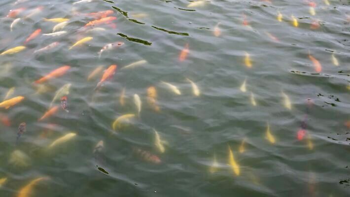 식물 동물 외관 행복 선 파도 컬러 백그라운드 오렌지 태국 자연 어류 동양인 사람없음 빨간색 물 컬러풀 달리기 뷰티 반사 정원 일본 수영 흰색 저수지 연못 12월 당구 가득함 조경 잉어 시애틀 존재 4K MP4 해외동영상 클립영상 자연요소 감정 아시아 바다 과일 모션 인종 구기 수중동물 수상스포츠 날짜 생태계 동영상 파일형식