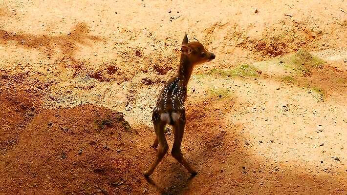 동물 공원 여자 남자 야생동물 백그라운드 밭 포유류 자연 초식동물 털 뿔 사람없음 야외 태양 갈색 침묵 봄 흰색 아기 점 황무지 숲 사파리 귀 뿌리 내추럴 동물상 아기사슴 암사슴 전국 MOV 해외동영상 클립영상 자연요소 계절 공공시설 새끼 컬러 농업 사슴 사람 신체부위 조형물 소리 암컷 생태계 동영상 파일형식