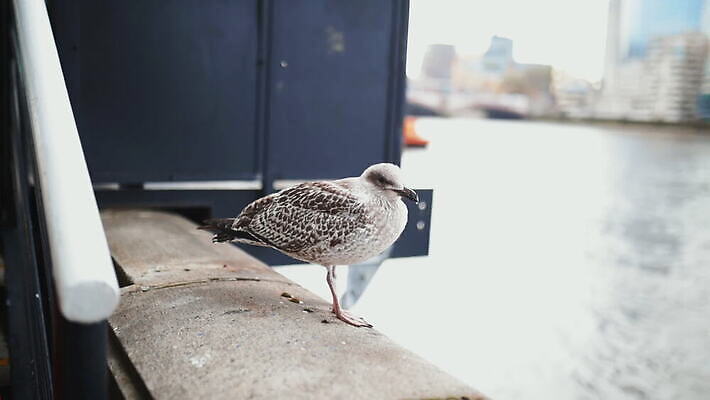 주간 구름 유럽 야생동물 모래 상징 여행 건축양식 갈매기 조류 하늘 아침 파노라마 사람없음 건물 물 빛 강 도시풍경 햇빛 고층빌딩 회색 도시 런던 수로 포트 스카이라인 동영상 랜드마크 수도권 왕국 템스강 MOV 해외동영상 클립영상 자연요소 동물 건축물 건축 나라 컬러 영국 잉글랜드 촬영기법 풍경 빌딩 태양 지역 파일형식