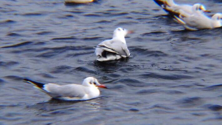 동물 호수 야생동물 바다 백그라운드 겨울 날개 자연 갈매기 조류 오리 사람없음 초록색 물 농장 머리 흰색 연못 깃털 부리 물새 청둥오리 고립 달리기선수 청어 4K MP4 해외동영상 클립영상 자연요소 계절 컬러 농업 어류 신체부위 생태계 육상선수 동영상 파일형식