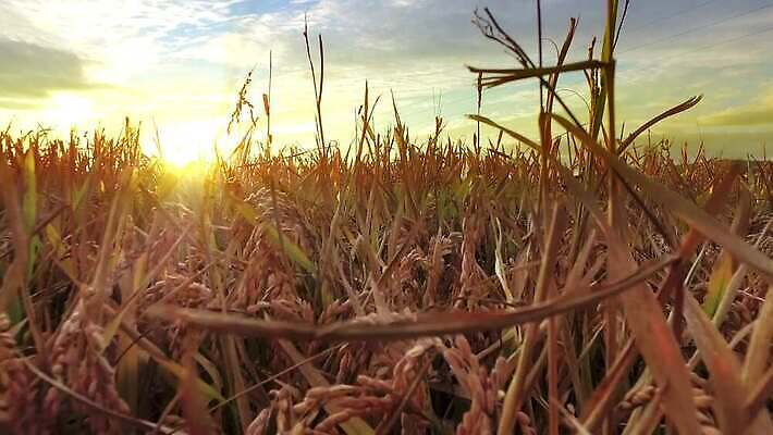 식물 구름 계절 산업 백그라운드 밭 농업 자연 하늘 옥수수 씨앗 풍경 사람없음 야외 여름 농작물 햇빛 태양 농장 농경지 노란색 일출 환경 기계 일몰 놀람 활발 장비 가을 시골 결합 땅 자르기 밀 장면 트랙터 내추럴 밭일 호밀 4K MP4 해외동영상 클립영상 자연요소 감정 컬러 컨셉 모션 곡류 표정 노을 농기계 생태계 특수차량 동영상 파일형식