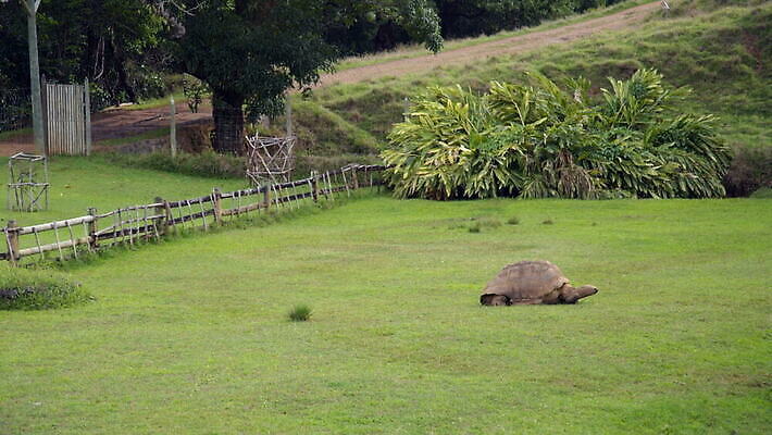 나무 식물 동물 공원 길 야생동물 파충류 자연 사람없음 울타리 걷기 시골 거북이 방목 먹기 거인 공터 동물상 모리셔스 수유 이국적 MOV 해외동영상 클립영상 공공시설 모션 담장 조형물 축산업 생태계 동영상 파일형식