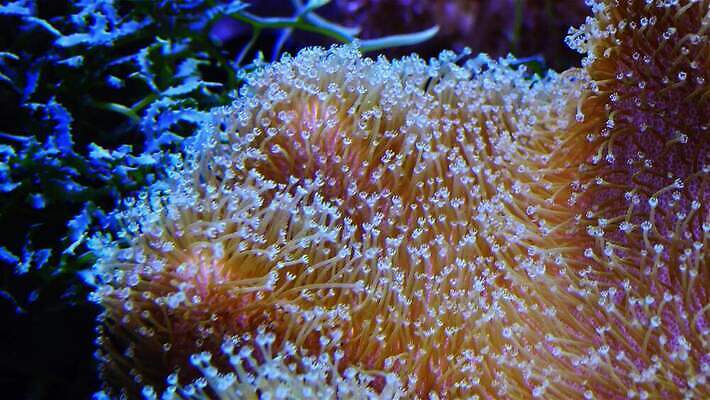 동물 야생동물 자연 왕관 어류 사람없음 환경 바닷속 수중 수영 광대 산호 산호초 닫기 다이빙 스쿠버다이빙 암초 수족관 해파리 깊이 이국적 포식 4K MP4 해외동영상 클립영상 모션 수중동물 수상스포츠 수중식물 자포동물 생태계 동영상 수중스포츠 파일형식