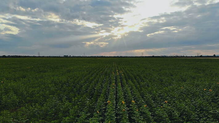 식물 계절 꽃 지구 잎 꽃무늬 밭 농업 자연 하늘 해바라기 풍경 초원 사람없음 초록색 여름 파란색 농작물 컬러풀 햇빛 태양 농장 노란색 환경 맑음 일몰 봄 성장 벚꽃 시골 개화 황금 땅 유기농 내추럴 밭일 조감도 수평선 세련 4K MOV 해외동영상 클립영상 자연요소 웰빙 산업 컬러 무늬 날씨 노을 생태계 동영상 파일형식