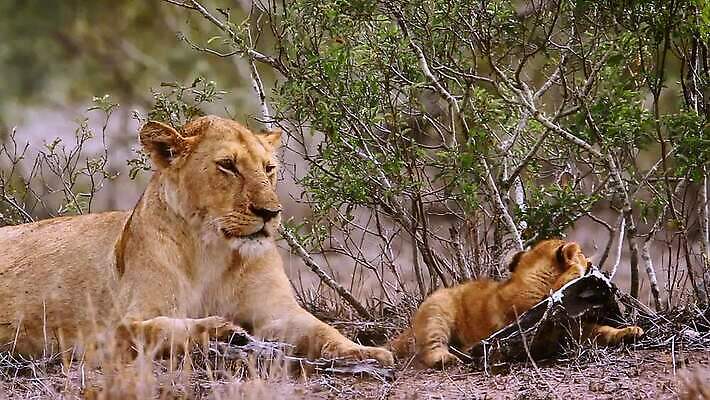 동물 야생동물 2 포유류 아프리카 자연 놀이 국립공원 사람없음 고양이 황무지 보호 결합 사자 사파리 육식동물 남아프리카 보츠와나 보호구역 암사자 크루거 MOV 해외동영상 클립영상 멸종위기종 공원 나라 컨셉 반려동물 암컷 생태계 동영상 남아프리카공화국 구역 파일형식
