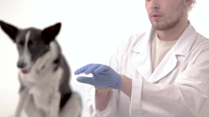 직업 여자 장갑 백그라운드 포유류 병원 사람 성인 두명 치료 반려동물 검은색 고통 흰색 개 주인 수의사 돌봄 순혈 MP4 해외동영상 클립영상 동물 잡화 감정 컬러 의학 모션 의사 동영상 파일형식