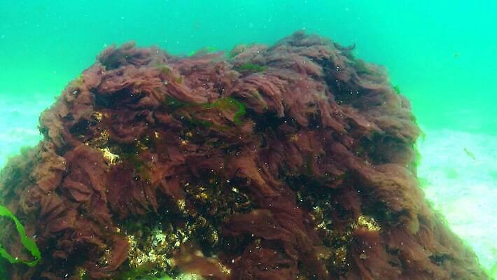 식물 동물 야생동물 바다 자연 낚시 무척추동물 사람없음 물 환경 바닷속 수중 수중동물 해조류 지중해 생태계 생물학 낚시꾼 동물상 생태학 4K 저서생물 MP4 해외동영상 클립영상 자연요소 교육 레저 생물 조형물 해양식물 동영상 파일형식