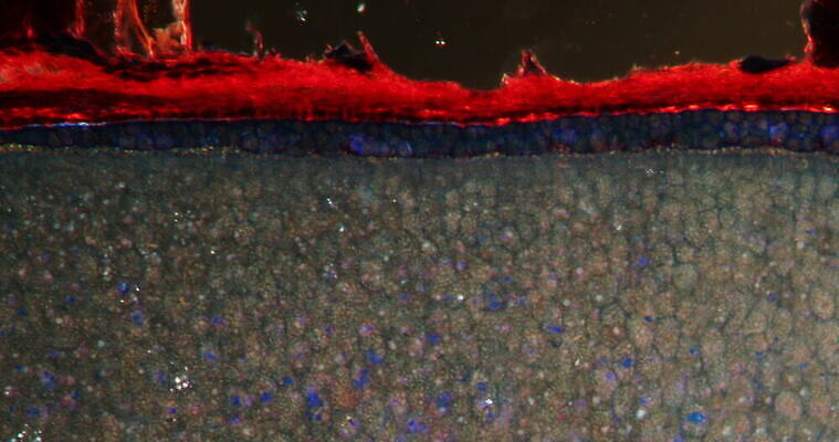 식물 꽃 과학 이동 패턴 세포 사람없음 빨간색 초록색 시험 성장 조직 횡단보도 확대 먹기 밀가루 아몬드 녹말 지원 4K 현미경관찰 MOV 해외동영상 클립영상 교육 컬러 컨셉 무늬 모션 견과류 관찰 보행로 가루 동영상 파일형식