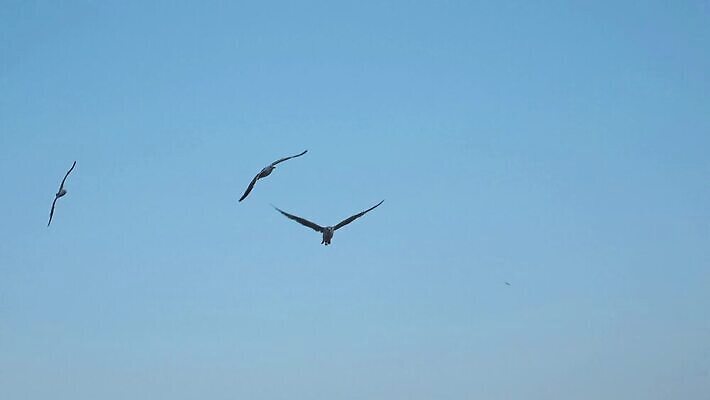 동물 1 야생동물 바다 컨셉 날개 자연 갈매기 조류 하늘 바람 사람없음 빛 뷰티 트래킹 펼침 자유 흰색 비행 손목시계 깃털 부리 무료 바이탈 분배 쓸기 4K MP4 해외동영상 클립영상 자연요소 시계 컬러 장신구 모션 레저 날씨 생태계 동영상 파일형식