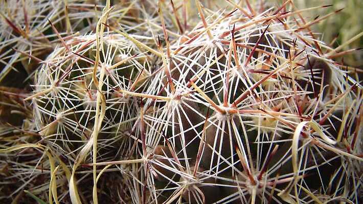 식물 꽃 컬러 꽃무늬 밭 자연 선인장 사람없음 초록색 환경 사막 벚꽃 척추 날카로움 내추럴 다육식물 4K MP4 해외동영상 클립영상 무늬 농업 뼈 생태계 동영상 파일형식