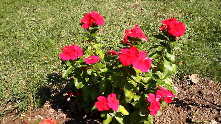 전통 꽃 기독교 종교 여행 자연 사람없음 관광지 교회 문 복도 역사 아빠 대문 수도원 덩어리 마케도니아 발칸반도 비잔틴 옛날 파라다이스 MOV 해외동영상 클립영상 식물 가족 종교건축 건물 생태계 동영상 제국 파일형식 남유럽