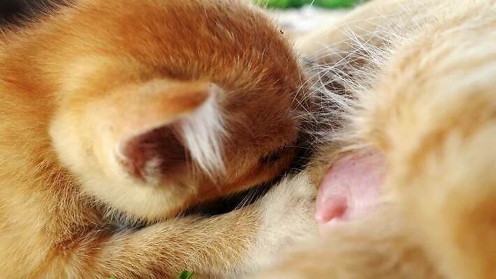 동물 여자 음식 가족 엄마 사랑 앉기 사람없음 반려동물 마을 고양이 회색 흰색 닫기 빨다 작음 먹이 먹기 간호 4K MP4 해외동영상 클립영상 감정 컬러 포유류 관계 모션 사람 크기 동영상 파일형식