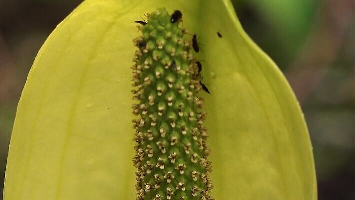 식물 꽃 컬러 자연 잉글랜드 사람없음 초록색 물 노란색 봄 젖음 습지 양배추 냄새 변소 서쪽 워싱턴 4K MP4 해외동영상 클립영상 자연요소 계절 채소 영국 미국 방향 생태계 동영상 파일형식