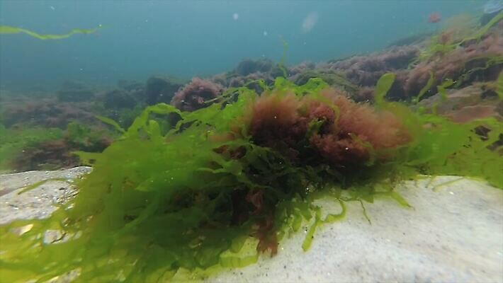 식물 동물 야생동물 바다 자연 낚시 무척추동물 사람없음 물 환경 바닷속 수중 수중동물 해조류 지중해 생태계 생물학 낚시꾼 동물상 생태학 4K 저서생물 MP4 해외동영상 클립영상 자연요소 교육 레저 생물 조형물 해양식물 동영상 파일형식