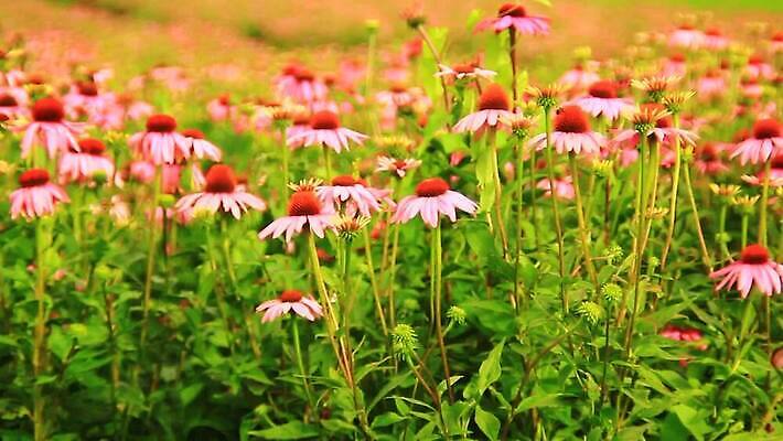식물 꽃잎 꽃 분홍색 백그라운드 오렌지 자연 사람없음 빨간색 초록색 보라색 미국 봄 흰색 닫기 약초 정상 허브 꿀 내추럴 고립 자연요법 혼자 MOV 해외동영상 클립영상 계절 컬러 북아메리카 과일 모션 풀_식물 생태계 동영상 파일형식
