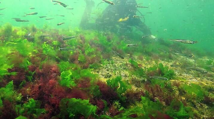 식물 바다 자연 사람없음 초록색 환경 바닷속 수중 해조류 생태계 생물학 광합성 산화 생태학 소금물 수중영상 MP4 해외동영상 클립영상 교육 컬러 해양식물 동영상 파일형식
