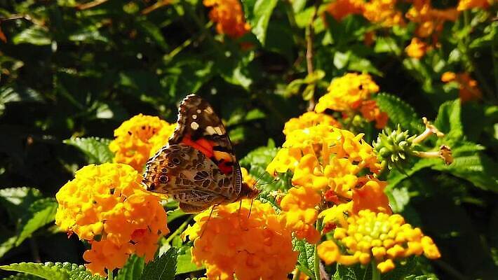 식물 꽃 나비 곤충 잎 날개 모션 자연 사람없음 빨간색 초록색 컬러풀 환경 모임 벚꽃 그리기 닫기 큼 수집 흔들림 보케 꽃가루 꿀 느림 블러효과 세이지 수유 코스모폴리탄 MP4 해외동영상 클립영상 동물 컬러 칵테일 크기 가루 생태계 동영상 블러 파일형식 효과