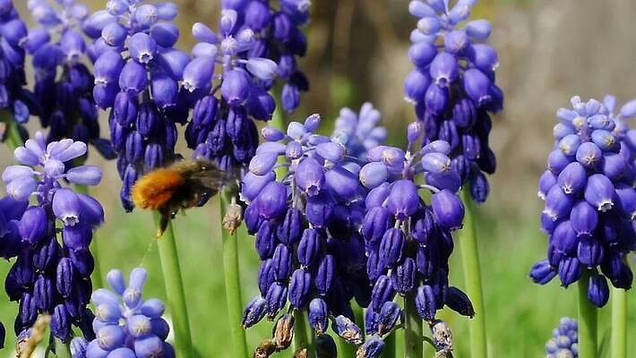 식물 계절 공원 꽃잎 꽃 잎 꽃무늬 자연 포도 사람없음 야외 초록색 파란색 컬러풀 뷰티 정원 보라색 봄 활발 성장 벚꽃 개화 내추럴 블루벨 히아신스 MP4 해외동영상 클립영상 공공시설 컬러 컨셉 무늬 과일 생태계 동영상 파일형식