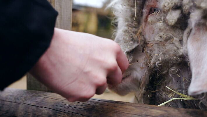 동물 손 남자 포유류 사람없음 야외 목재 아웃포커스 울타리 펜 가축 양 닫기 외양간 양모 대가리 램 MOV 해외동영상 클립영상 나무 재료 모션 촬영기법 사람 신체부위 담장 필기구 직물 동영상 파일형식