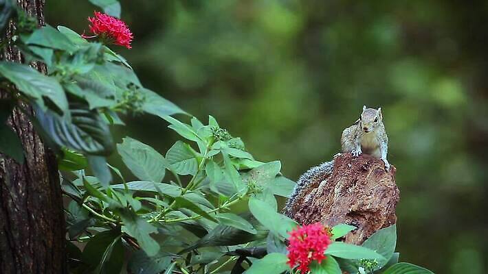동물 아시아 야생동물 포유류 자연 사람없음 뷰티 황무지 설치류 작음 먹기 다람쥐 스리랑카 MOV 해외동영상 클립영상 나라 모션 크기 생태계 동영상 파일형식