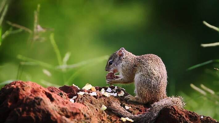 나무 동물 야생동물 포유류 아프리카 자연 국립공원 사람없음 야외 관광지 황무지 보호 먹기 사파리 다람쥐 남아프리카 보츠와나 보호구역 크루거 MOV 해외동영상 클립영상 식물 공원 나라 여행 컨셉 모션 설치류 생태계 동영상 남아프리카공화국 구역 파일형식