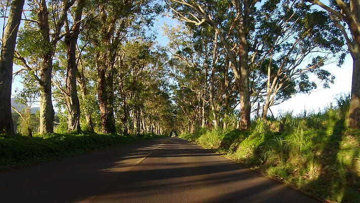 주간 나무 도로 섬 여행 자연 휴가 열대 사람없음 야외 초록색 운전 덮개 고속도로 하와이 내추럴 유칼립투스 하와이인 1인칭시점 4K MOV 해외동영상 클립영상 자연요소 외국인 식물 시선 길 컬러 교통시설 모션 미국 뚜껑 생태계 동영상 파일형식