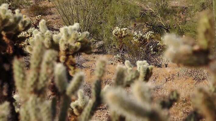 식물 공원 꽃 분홍색 백그라운드 선인장 건조 사람없음 컬러풀 노란색 정원 미국 뜨거움 개화 가시 척추 생태계 캘리포니아 애리조나 다육식물 4K MP4 해외동영상 클립영상 공공시설 컬러 북아메리카 뼈 동영상 파일형식