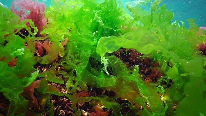 식물 바다 자연 사람없음 초록색 물 세계 바닷속 수중 해조류 광합성 산화 생태학 소금물 4K 수중영상 MP4 해외동영상 클립영상 자연요소 교육 컬러 해양식물 생태계 동영상 파일형식