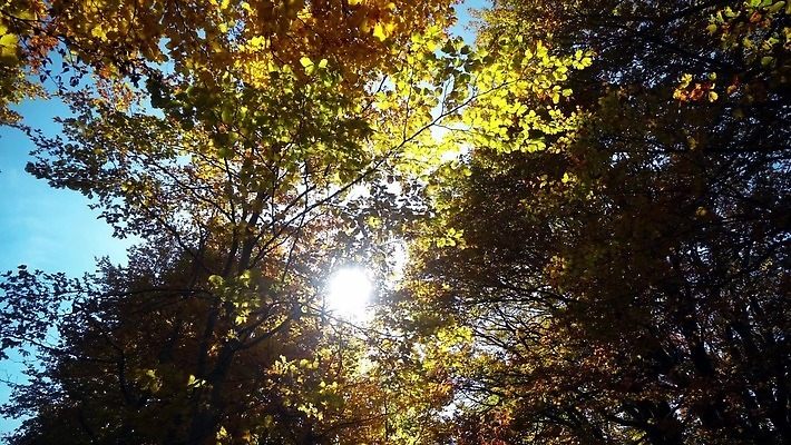 나무 식물 계절 공원 도로 길 컬러 백그라운드 잎 오렌지 자연 사람없음 컬러풀 갈색 노란색 환경 활발 안개 숲 오솔길 폴란드 내추럴 크라쿠프 4K MP4 해외동영상 클립영상 공공시설 유럽 컨셉 과일 교통시설 날씨 생태계 동영상 파일형식