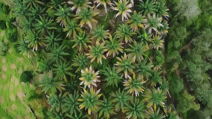 나무 식물 음식 백그라운드 잎 농업 자연 하늘 건조 손바닥 사람없음 초록색 농작물 야자수 농장 환경 정원 고통 성장 신선 유기농 날것 내추럴 썩음 탈수 4K MOV 해외동영상 클립영상 손 웰빙 감정 산업 컬러 생태계 동영상 파일형식