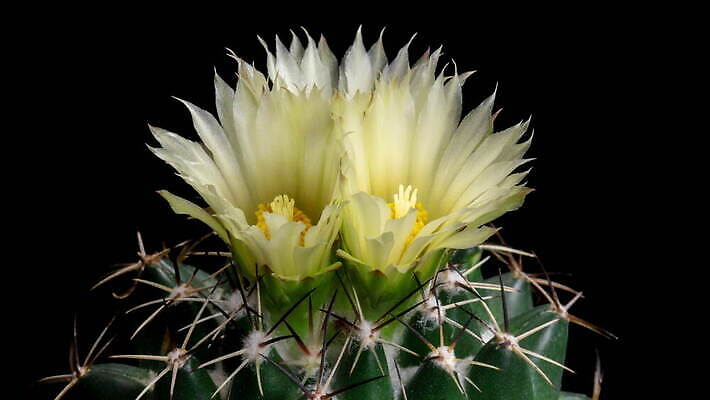 식물 계절 꽃잎 꽃 컬러 꽃다발 꽃무늬 모션 자연 선인장 사람없음 장식 가로 컬러풀 뷰티 봄 펼침 낭만 성장 신선 오픈 개화 변화 속도 동영상 생존 4K 타임랩스 MOV 해외동영상 클립영상 컨셉 무늬 촬영기법 생태계 파일형식