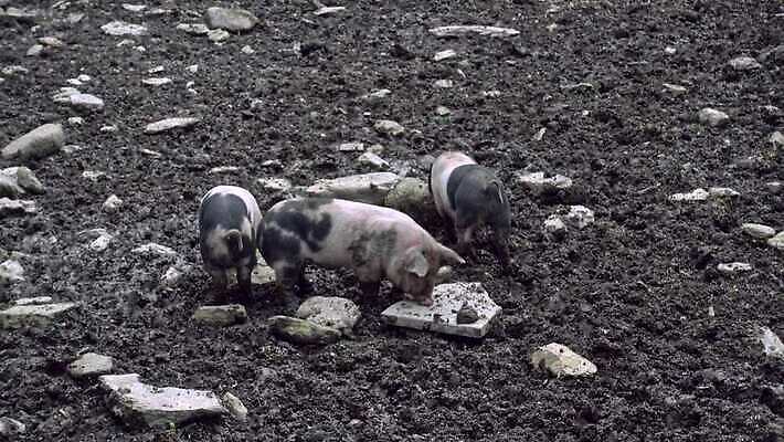 동물 음식 곤충 농업 장난 포유류 자연 놀이 영국 잉글랜드 육류 돼지고기 사람없음 야외 농장 펜 검은색 시골 돼지 그룹 쓰레기 방목 유기농 진흙 기르기 밭일 수유 식민지 콘월 4K MP4 해외동영상 클립영상 웰빙 유럽 산업 컬러 식재료 필기구 축산업 생태계 동영상 돌봄 파일형식
