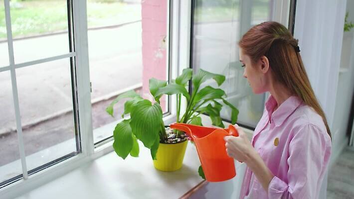 식물 라이프스타일 손 여자 꽃 화분 백그라운드 잎 오렌지 창문 자연 선인장 씨앗 한명 초록색 물 울타리 노란색 성장 물방울 신선 떨어짐 작음 꽃집 원예 분무기 돌봄 물뿌리기 4K MP4 해외동영상 클립영상 자연요소 1 컬러 컨셉 과일 모션 사람 취미 생활 신체부위 담장 상점 크기 생태계 동영상 파일형식