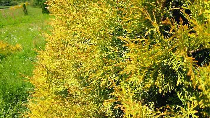 나무 식물 디자인 계절 공원 백그라운드 잎 패턴 자연 벽지 사람없음 야외 장식 초록색 울타리 환경 정원 성장 신선 숲 관목 원예 질감 상록수 침엽수 내추럴 삼나무 생태학 4K MOV 해외동영상 클립영상 공공시설 교육 컬러 무늬 취미 담장 생태계 동영상 파일형식