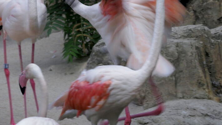 동물 유럽 분홍색 날개 조류 동물원 종류 사람없음 그룹 스페인 플라밍고 깃털 동물상 발렌시아 4K MOV 해외동영상 클립영상 나라 컬러 조형물 동영상 파일형식