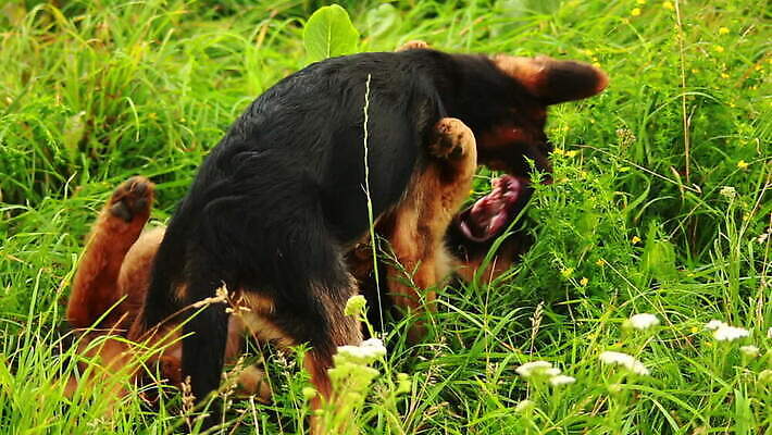 동물 척추동물 새끼 포유류 가족 털 독일 앉기 사람없음 반려동물 머리 검은색 우정 쌍 양치기 경찰 개 강아지 보호 작음 모피 보안 송곳니 기르기 유래 경비견 순혈 MOV 해외동영상 클립영상 직업 유럽 컬러 컨셉 관계 모션 안전 신체부위 친구 치아 크기 동영상 돌봄 파일형식