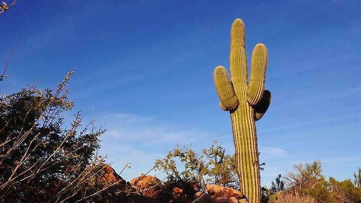 식물 공원 꽃 분홍색 백그라운드 자연 하늘 날씨 산 선인장 건조 통 풍경 사람없음 초록색 파란색 미국 봄 새벽 사막 뜨거움 가시 황무지 냄비 큼 아래 척추 각도 암초 애리조나 내추럴 다육식물 전국 4K MP4 해외동영상 클립영상 자연요소 계절 공공시설 컬러 북아메리카 뼈 솥 크기 방향 생태계 위치 동영상 파일형식
