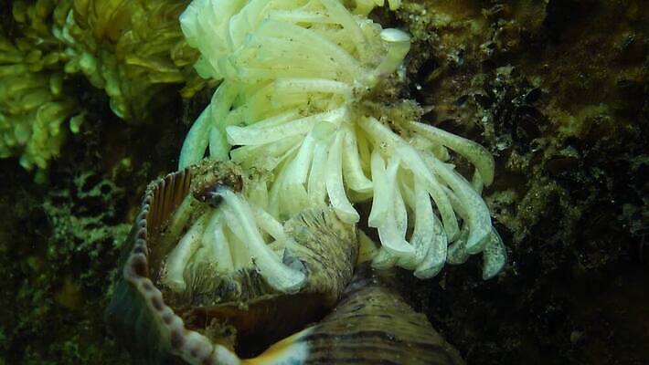 식물 바다 자연 조개 연체동물 사람없음 환경 바닷속 수중 껍질 소라 지중해 생태계 생물학 해파리 동물상 생태학 소금물 이국적 침범 4K 수중영상 MP4 해외동영상 클립영상 교육 어패류 무척추동물 조형물 자포동물 동영상 파일형식