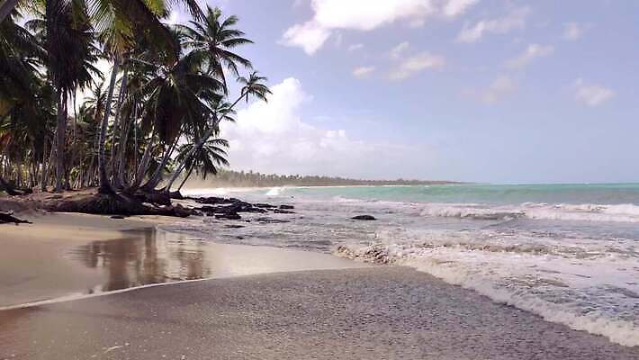 나무 모래 바다 섬 여행 자연 하늘 손바닥 사람없음 물 파란색 강 모래사장 야자수 태양 일몰 탐험 신선 대서양 내추럴 공화국 도미니카공화국 민물 이국적 코스타리카 파라다이스 4K MP4 해외동영상 클립영상 자연요소 식물 손 나라 컬러 노을 남아메리카 중앙아메리카 생태계 동영상 파일형식