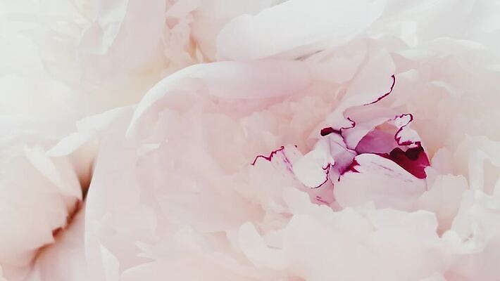 식물 꽃잎 꽃 분홍색 꽃다발 결혼 백그라운드 컨셉 꽃무늬 자연 휴가 발렌타인데이 사랑 이벤트 사람없음 장식 유행 정원 낭만 수확 벚꽃 흰색 화려 개화 고급 즐거움 내추럴 창백 작약 파스텔톤 브랜딩 미니멀리스트 4K MOV 해외동영상 클립영상 감정 컬러 무늬 농업 데이이벤트 생태계 동영상 파일형식