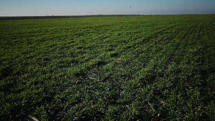 식물 계절 문화 줄기 잎 밭 농업 하늘 사람없음 야외 초록색 파란색 농작물 새싹 농사 흙 봄 수확 성장 시골 상품 낟알 땅 밀 유기농 알맹이 보리 밀가루 밭일 총쏘기 파종 호밀 귀리 4K MP4 해외동영상 클립영상 웰빙 산업 컬러 모션 곡류 가루 동영상 파일형식